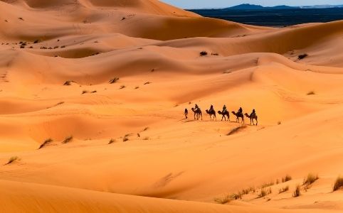 Camel Caravan in Golden Dunes